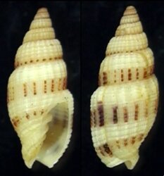 Vexillum exasperatum