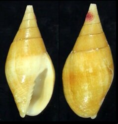 Mutyca acuminata