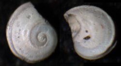 Cyclostremiscus jeannae