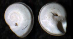 Cyclostremiscus jeannae