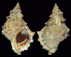 Tutufa bufo