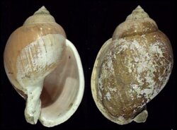 Echinophoria wyvillei