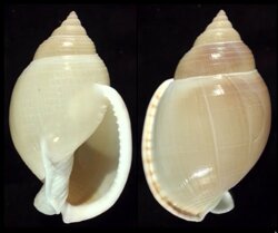 Semicassis bulla