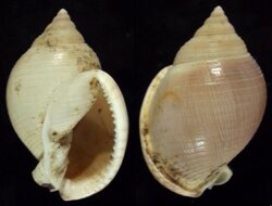 Semicassis bulla