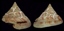 Mikadotrochus hirasei
