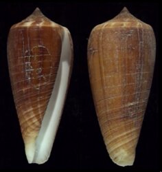 Phasmoconus radiatus