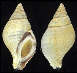 Buccinulum pallidum