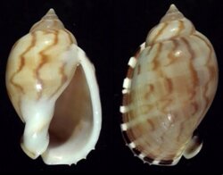 Casmaria erinacea fma vibex