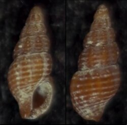 Chauvetia brunnea