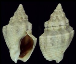 Cominella acutinodosa