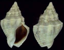 Cominella acutinodosa