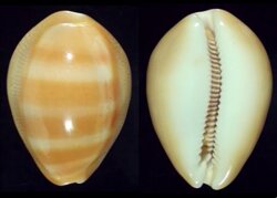 Lyncina schilderorum