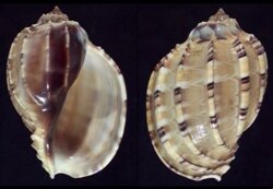 Harpa articularis
