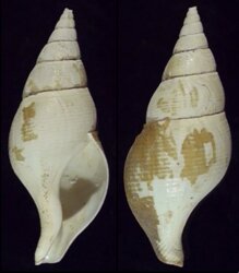 Colus gracilis