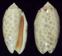 Oliva amethystina