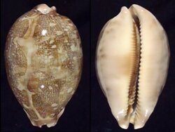 Leporicypraea mappa mappa
