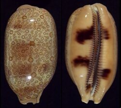 Arestorides argus argus