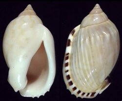 Casmaria erinacea