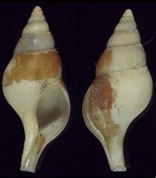 Colus gracilis