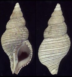 Buccinulum lineum