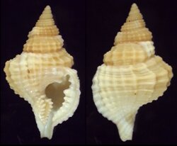 Distorsio reticulata
