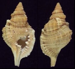 Distorsio reticulata