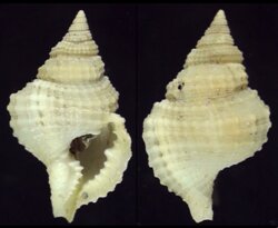 Distorsio reticulata