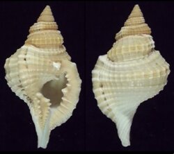Distorsio reticulata