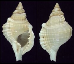 Distorsio reticularis