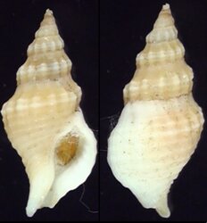 Afrocominella elongata simoniana