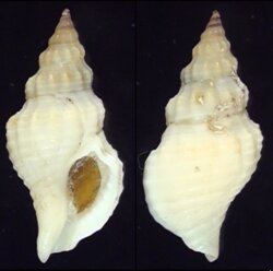Afrocominella elongata simoniana