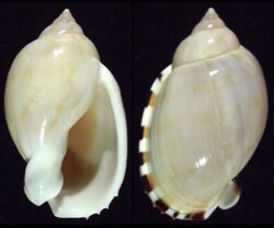 Casmaria erinacea