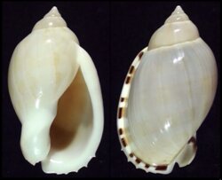 Casmaria erinacea