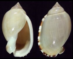 Casmaria erinacea