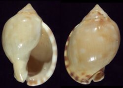 Semicassis zeylanica fma iredalei