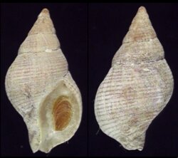 Buccinulum lineum