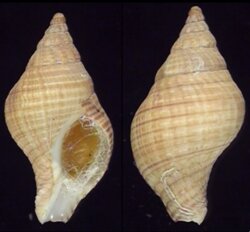 Buccinulum lineum