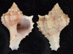 Phyllonotus erythrostomus