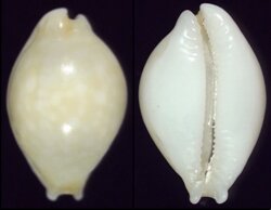 Cryptocypraea dillwyni