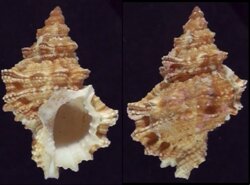 Tutufa oyamai