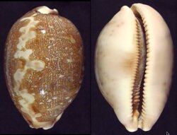 Leporicypraea mappa mappa