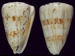 Puncticulus caracteristicus