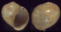 Euspira grossularia