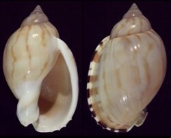 Casmaria erinacea