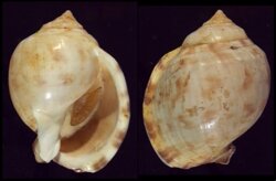Semicassis pyrum
