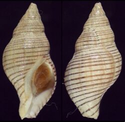 Buccinulum lineum