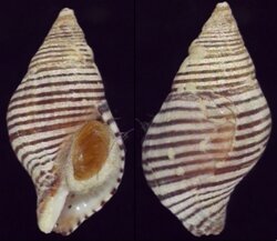 Buccinulum lineum