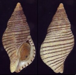 Buccinulum lineum