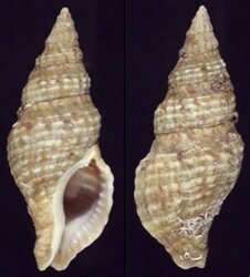Afrocominella capensis