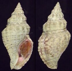 Afrocominella capensis